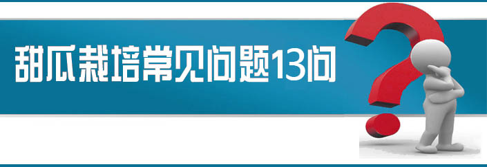 蔬菜種子栽培技術(shù)-<strong><font color='#006428'>甜瓜栽培常見(jiàn)問(wèn)題13問(wèn)？</font></strong>