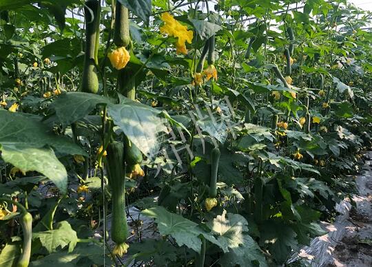 蔬菜種子種植戶客戶點評-種植“優(yōu)比1號”差的用戶，差到什么樣子？