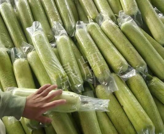蔬菜種子種植戶(hù)客戶(hù)點(diǎn)評(píng)-這個(gè)絲瓜每畝能掙3萬(wàn)，惠州客戶(hù)很滿意！