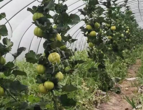 蔬菜種子種植戶(hù)客戶(hù)點(diǎn)評(píng)-我的乖乖，一株坐果15個(gè)，6元1斤，好賣(mài)得很！
