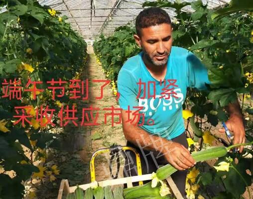 蔬菜種子種植戶(hù)客戶(hù)點(diǎn)評(píng)-羨慕！每公斤24元，“優(yōu)比1號(hào)”在法國(guó)的表現(xiàn)…