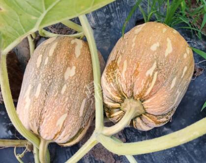 蔬菜種子種植戶客戶點評-“押寶”押對了，押對這個品種賺了2倍錢！