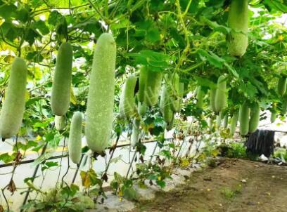 蔬菜種子種植戶(hù)客戶(hù)點(diǎn)評(píng)-我種的冬瓜，肉緊味甜，按個(gè)賣(mài)！
