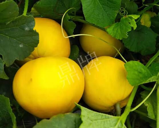 蔬菜種子種植戶(hù)客戶(hù)點(diǎn)評(píng)-純賺50萬(wàn)，我這個(gè)“張大膽”榮光了一把！