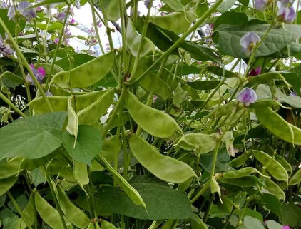 蔬菜種子種植戶客戶點(diǎn)評(píng)-一梭梭的，真是結(jié)坨了，“特早春”扁豆市斤批價(jià)達(dá)到10元