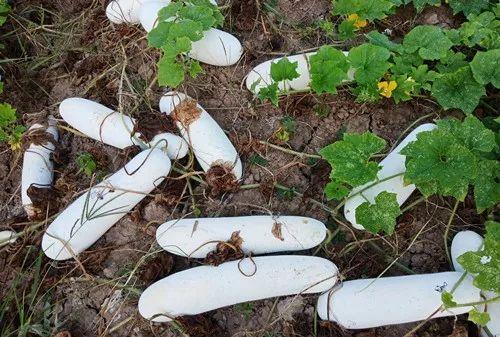 您種植過“堆堆瓜”嗎？看一看，地上全是瓜！一睹芳容