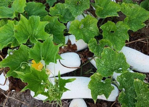 您種植過“堆堆瓜”嗎？看一看，地上全是瓜！一睹芳容