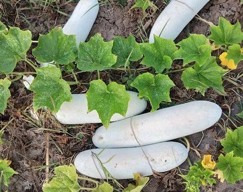 您種植過“堆堆瓜”嗎？看一看，地上全是瓜！一睹芳容