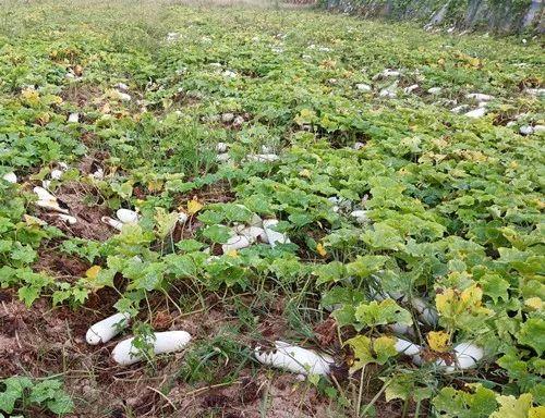 您種植過“堆堆瓜”嗎？看一看，地上全是瓜！一睹芳容