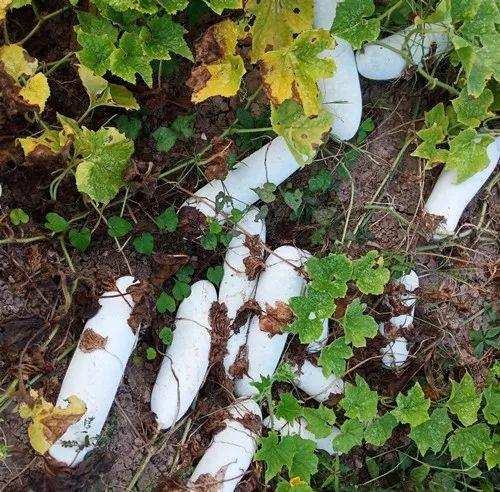 您種植過“堆堆瓜”嗎？看一看，地上全是瓜！一睹芳容
