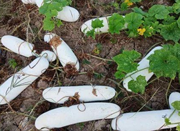 蔬菜種子種植戶客戶點評-您種植過“堆堆瓜”嗎？看一看，地上全是瓜！一睹芳容！