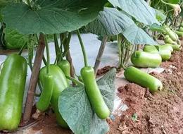蔬菜種子種植戶客戶點評-浙江菜農(nóng)種植的鼎牌瓠瓜喜獲豐收，又賣上了好價錢!
