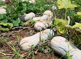 蔬菜種子種植戶客戶點評-一袋種子100粒，輕松賺回3000元...