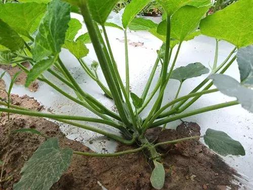 菜農(nóng)種植無(wú)需噴農(nóng)藥的蔬菜，不僅栽培簡(jiǎn)單、而且效益高
