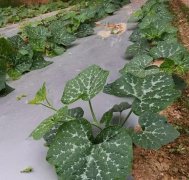 蔬菜種子種植戶客戶點評-無需噴農(nóng)藥的蔬菜，栽培簡單、效益高！