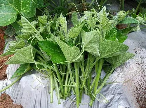 菜農(nóng)種植無(wú)需噴農(nóng)藥的蔬菜，不僅栽培簡(jiǎn)單、而且效益高