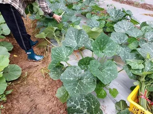菜農(nóng)種植無(wú)需噴農(nóng)藥的蔬菜，不僅栽培簡(jiǎn)單、而且效益高