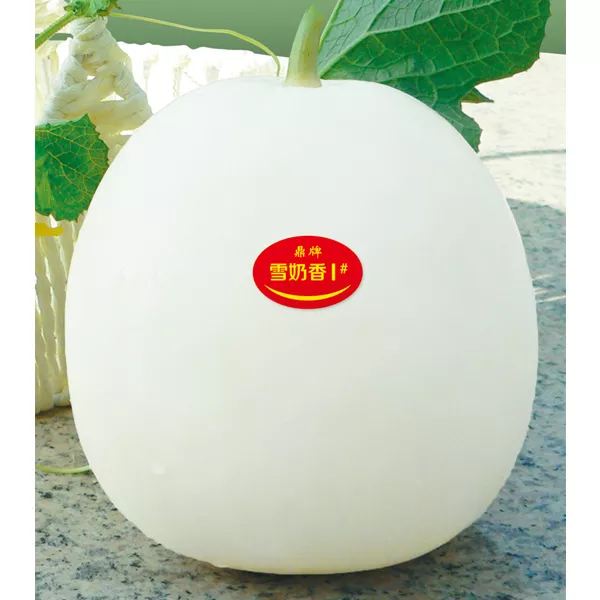 薄皮甜瓜，哪個品種最好呢？畝產(chǎn)高達(dá)10萬，附4種市場爆款品種