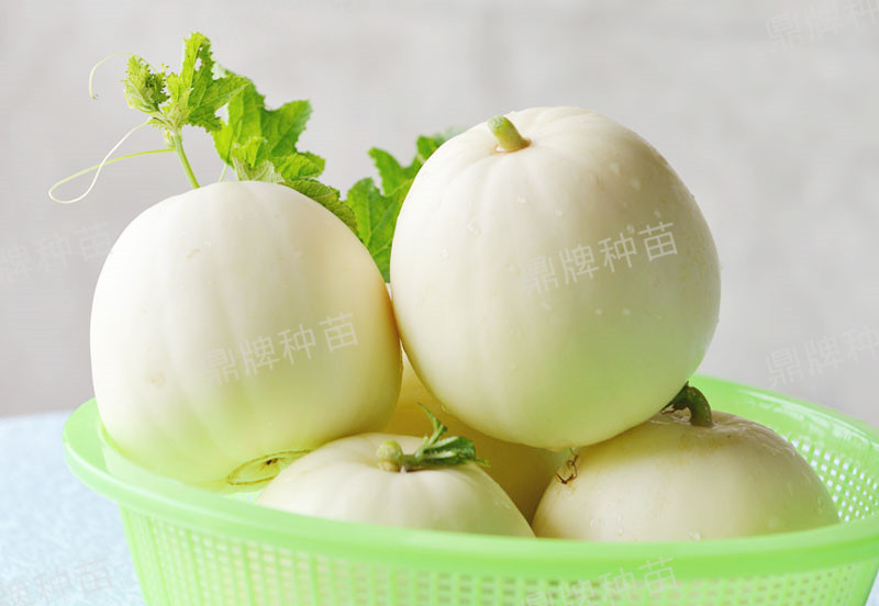 就這4個(gè)薄皮甜瓜，畝產(chǎn)萬(wàn)斤很輕松，瓜果菜農(nóng)搶著種植