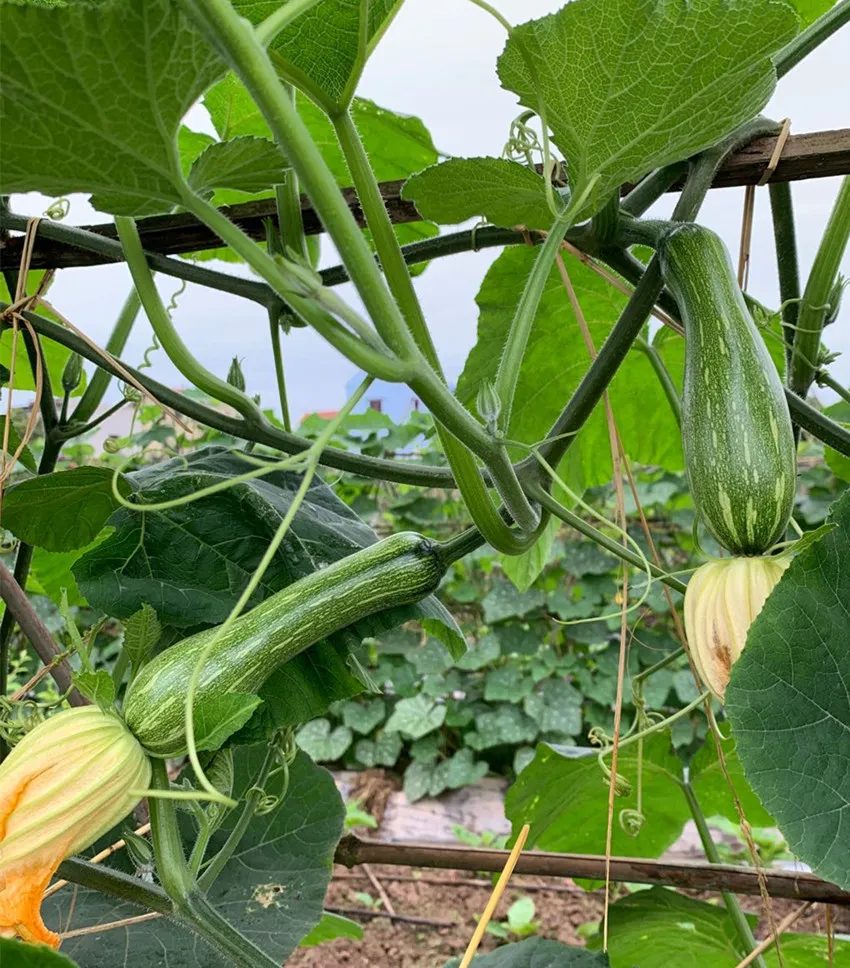 3元1斤的健美蜜本南瓜快成熟了，緬甸種植戶發(fā)來圖片與視頻