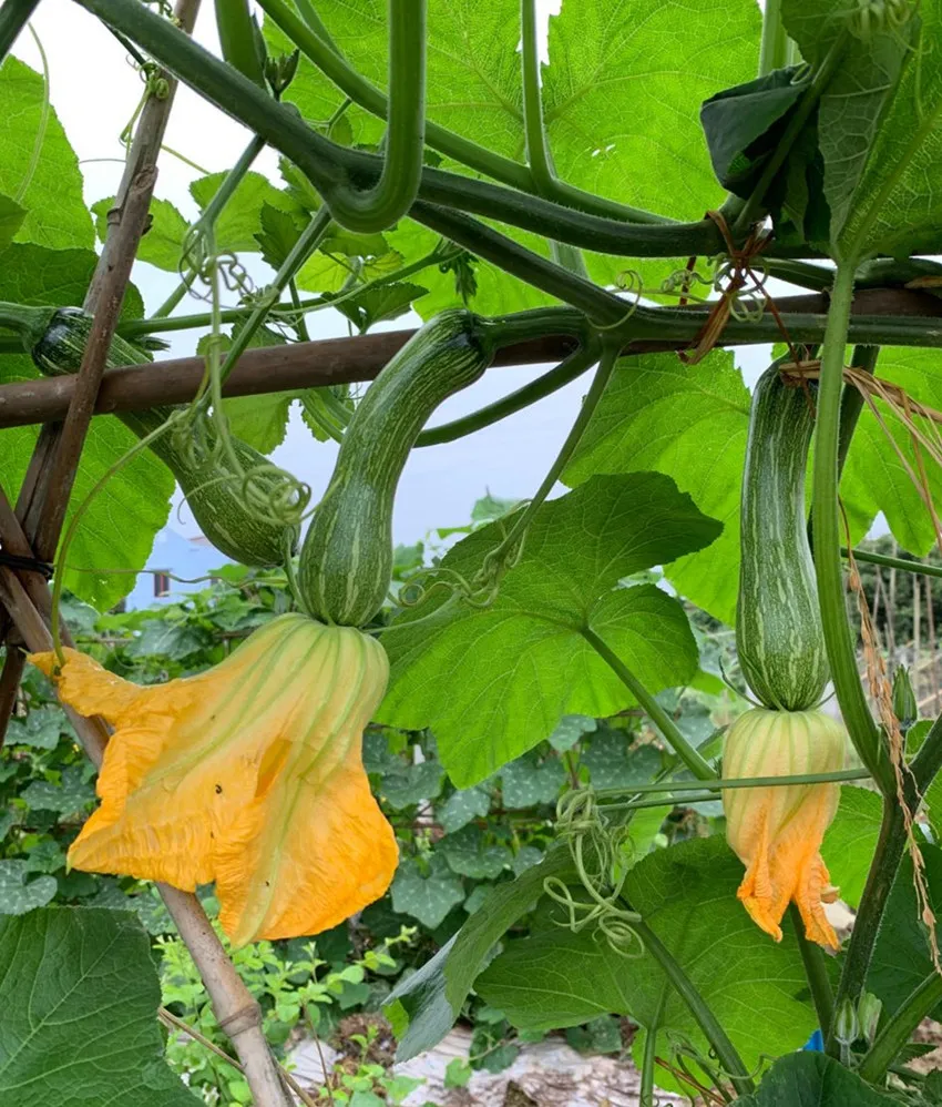 3元1斤的健美蜜本南瓜快成熟了，緬甸種植戶發(fā)來圖片與視頻
