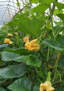 蔬菜種子種植戶客戶點(diǎn)評(píng)-在大棚內(nèi)栽培“健美蜜本”南瓜，怎么樣？看菜農(nóng)石昌斌發(fā)來(lái)的圖片