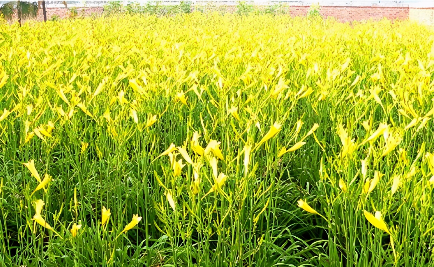 一斤接近20塊，原來(lái)它才是最火的國(guó)民蔬菜！全國(guó)都適種