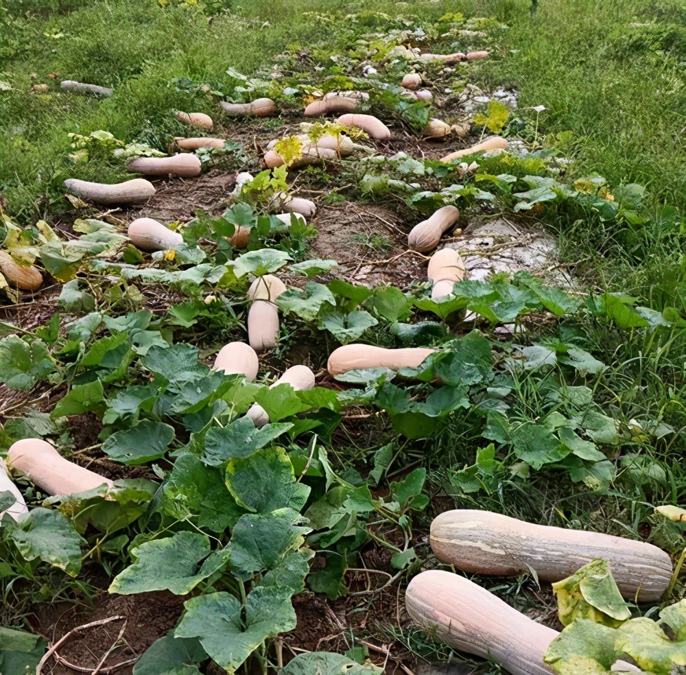 一位轉(zhuǎn)業(yè)后的特種兵，辦農(nóng)場(chǎng)種瓜菜，靠1個(gè)優(yōu)點(diǎn)，年賺200萬