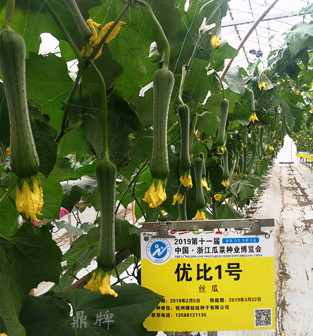 這個絲瓜畝產(chǎn)可達8000公斤，菜農(nóng)2021年致富的絲瓜品種