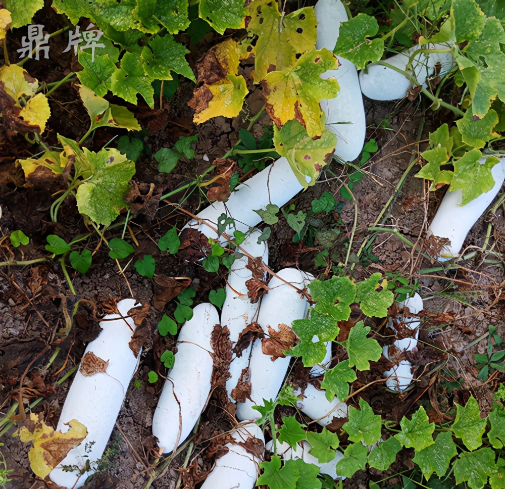 這個冬瓜品種放1年不壞，口感脆甜，多年科研就為打造這1個爆品