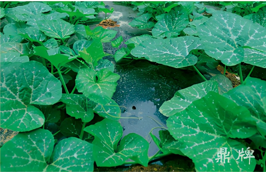 種這種綠葉菜，栽培輕松，畝產(chǎn)值過(guò)萬(wàn)元，菜農(nóng)表示很劃算