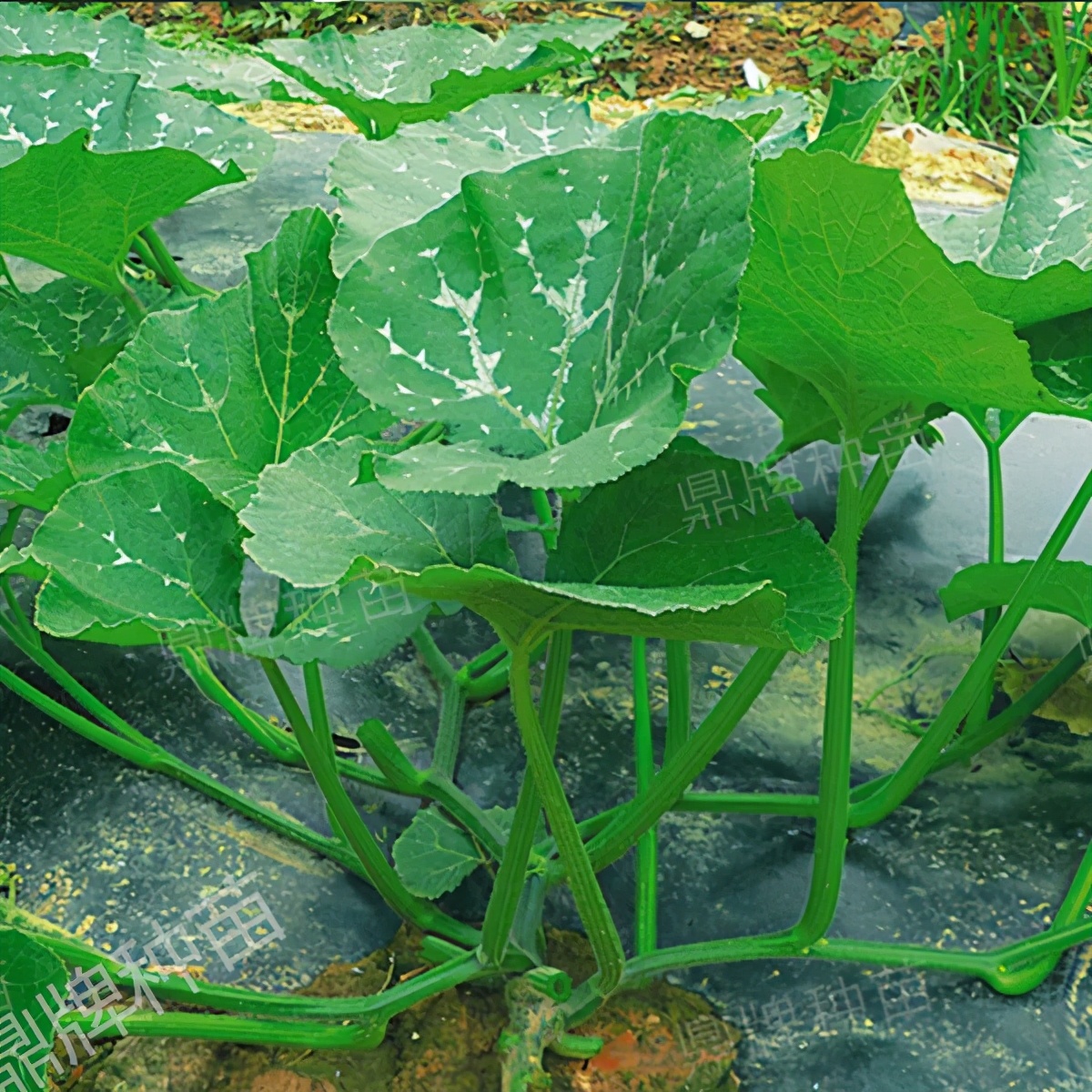 種這種綠葉菜，栽培輕松，畝產(chǎn)值過(guò)萬(wàn)元，菜農(nóng)表示很劃算