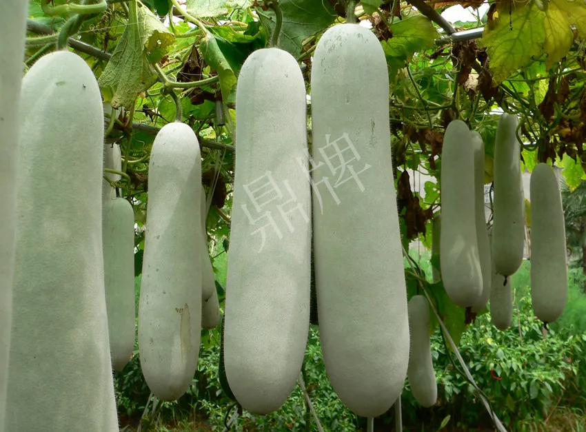 這個品種太優(yōu)秀了！耐儲耐運，適合大面積種植，菜農(nóng)瓜販都喜歡