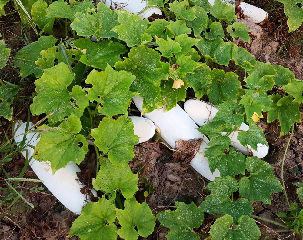 這個品種太優(yōu)秀了！耐儲耐運，適合大面積種植，菜農(nóng)瓜販都喜歡