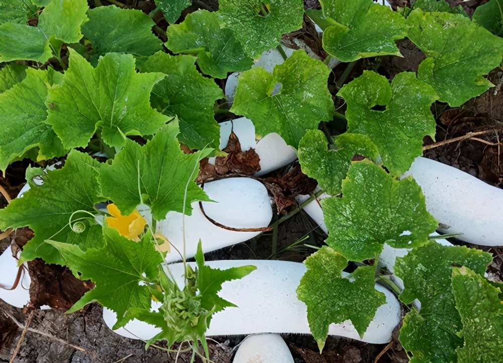 這個品種太優(yōu)秀了！耐儲耐運，適合大面積種植，菜農(nóng)瓜販都喜歡