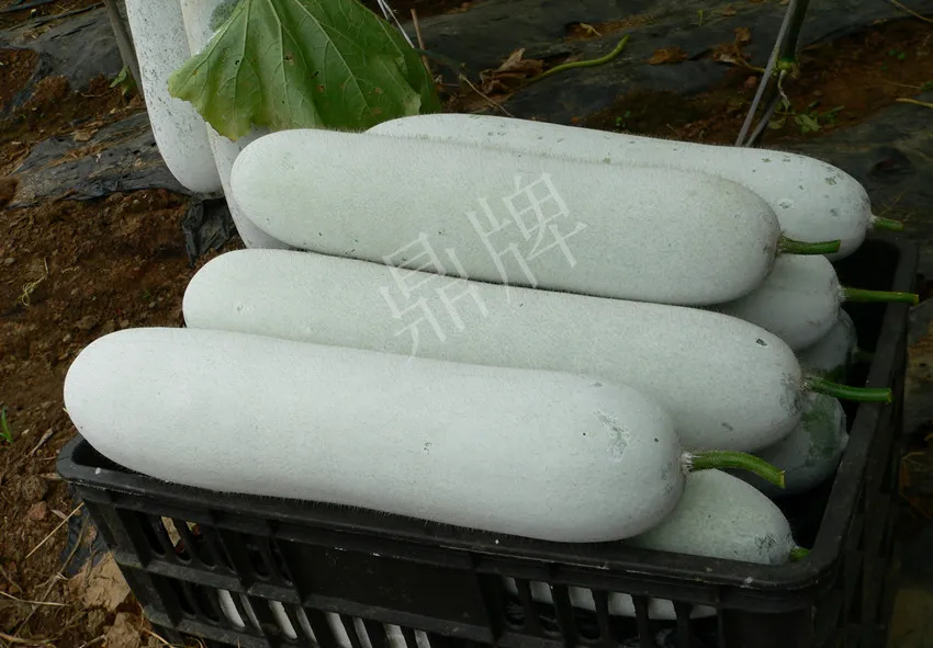 這個品種太優(yōu)秀了！耐儲耐運，適合大面積種植，菜農(nóng)瓜販都喜歡