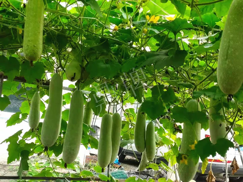 什么品種的冬瓜按個(gè)買？?jī)r(jià)格是同期黑皮冬瓜五倍
