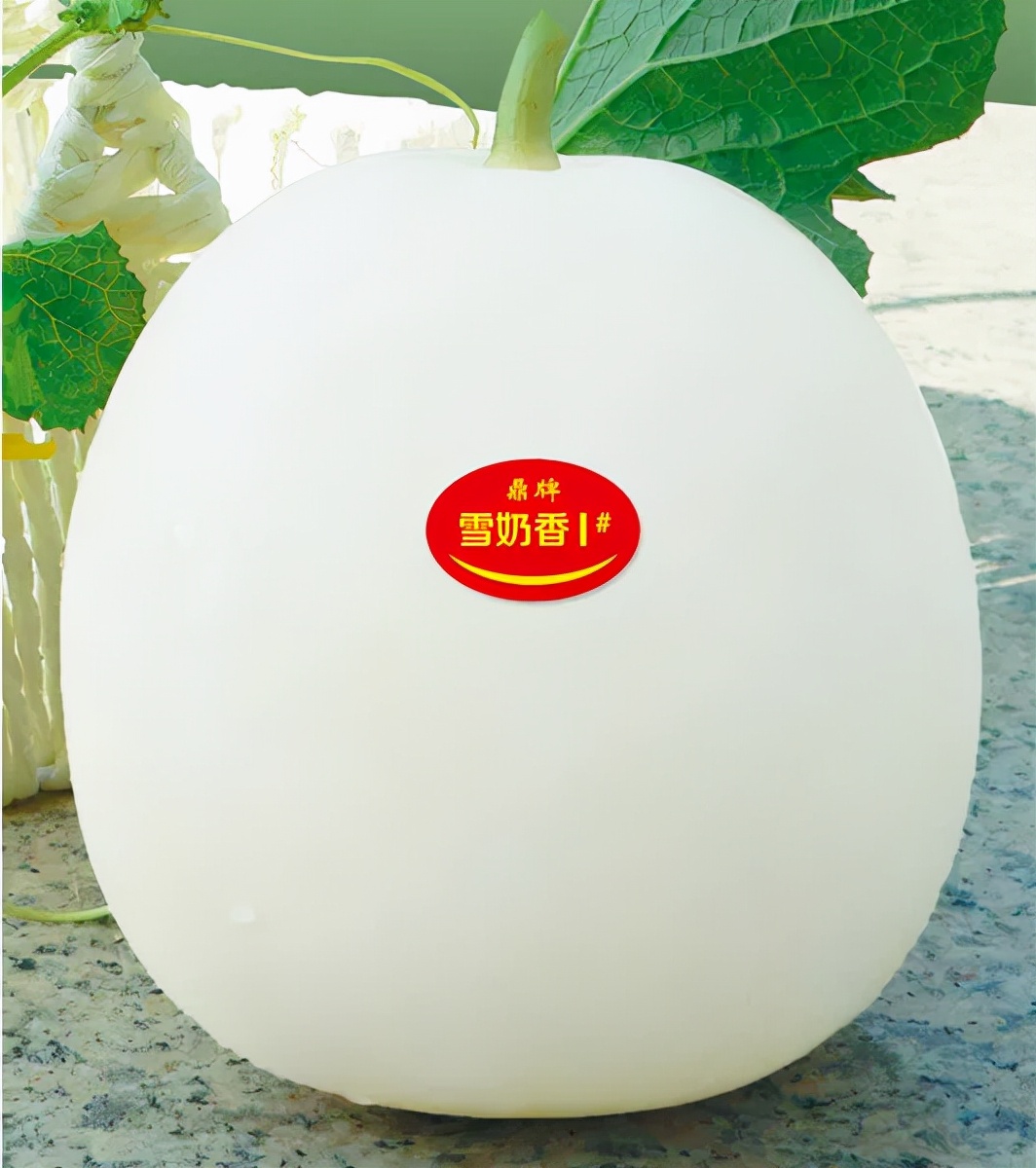 河南焦作的李向林今年種植甜瓜新品種，客戶直接拉貨走人