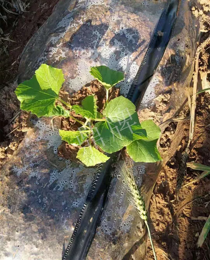河南焦作的李向林今年種植甜瓜新品種，客戶直接拉貨走人