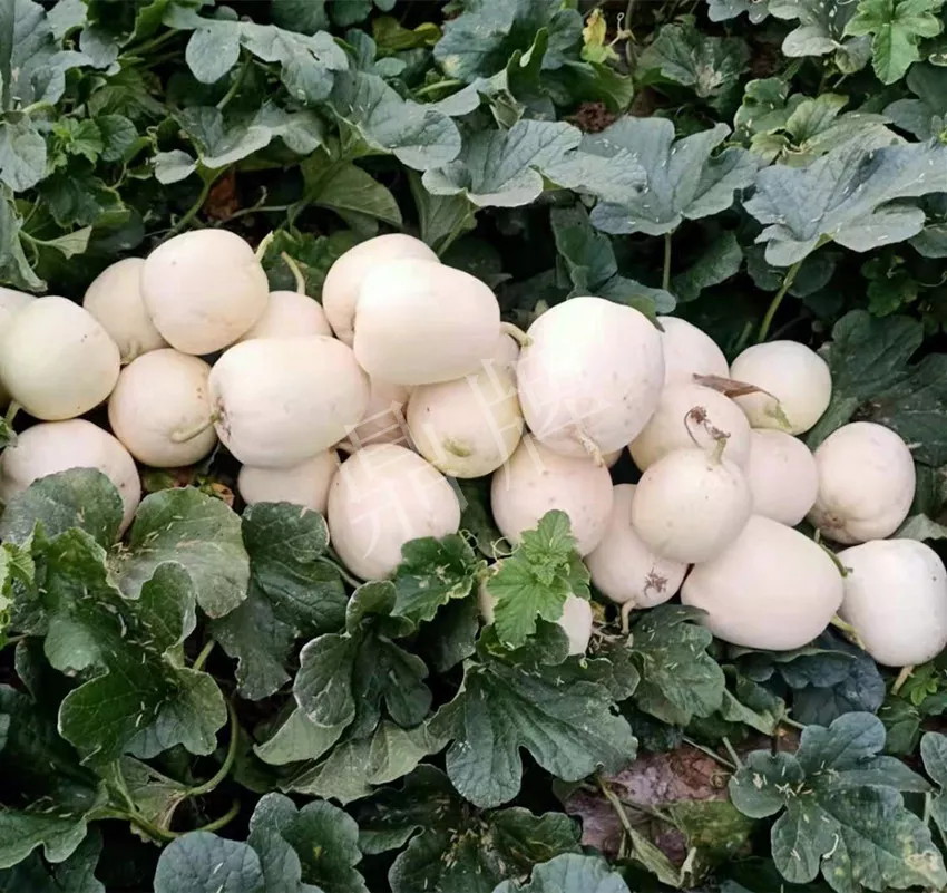 河南焦作的李向林今年種植甜瓜新品種，客戶直接拉貨走人