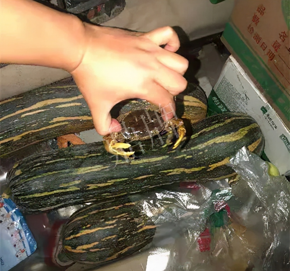 四川農戶今年種“健美蜜本”南瓜產量高，品質好，感覺巴適得很