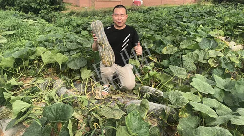 四川農戶今年種“健美蜜本”南瓜產量高，品質好，感覺巴適得很