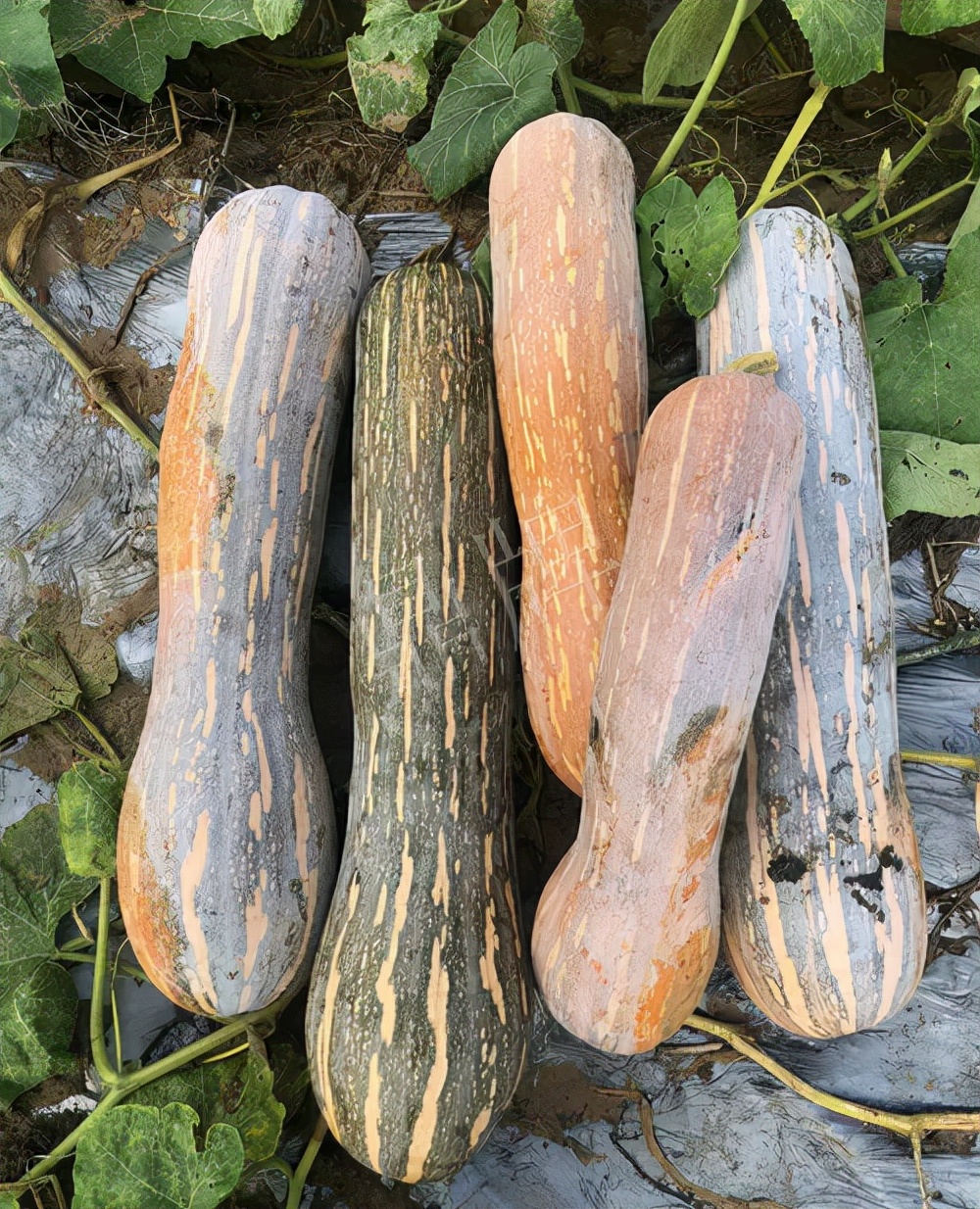 四川農戶今年種“健美蜜本”南瓜產量高，品質好，感覺巴適得很
