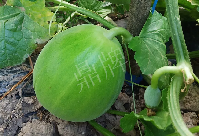 婁底瓜農純賺50萬，我這個“張大膽”榮光了一把