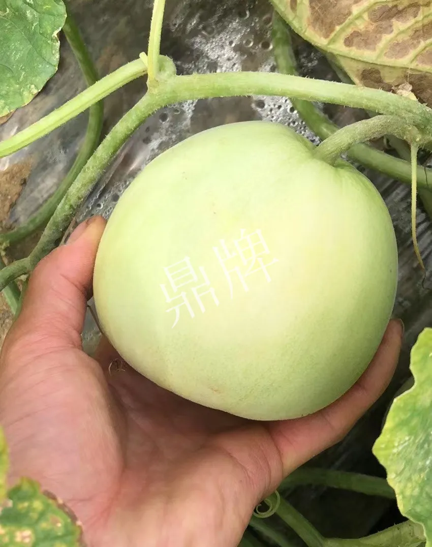 郴州農(nóng)戶種植新品種，果實又香又甜，很好賣