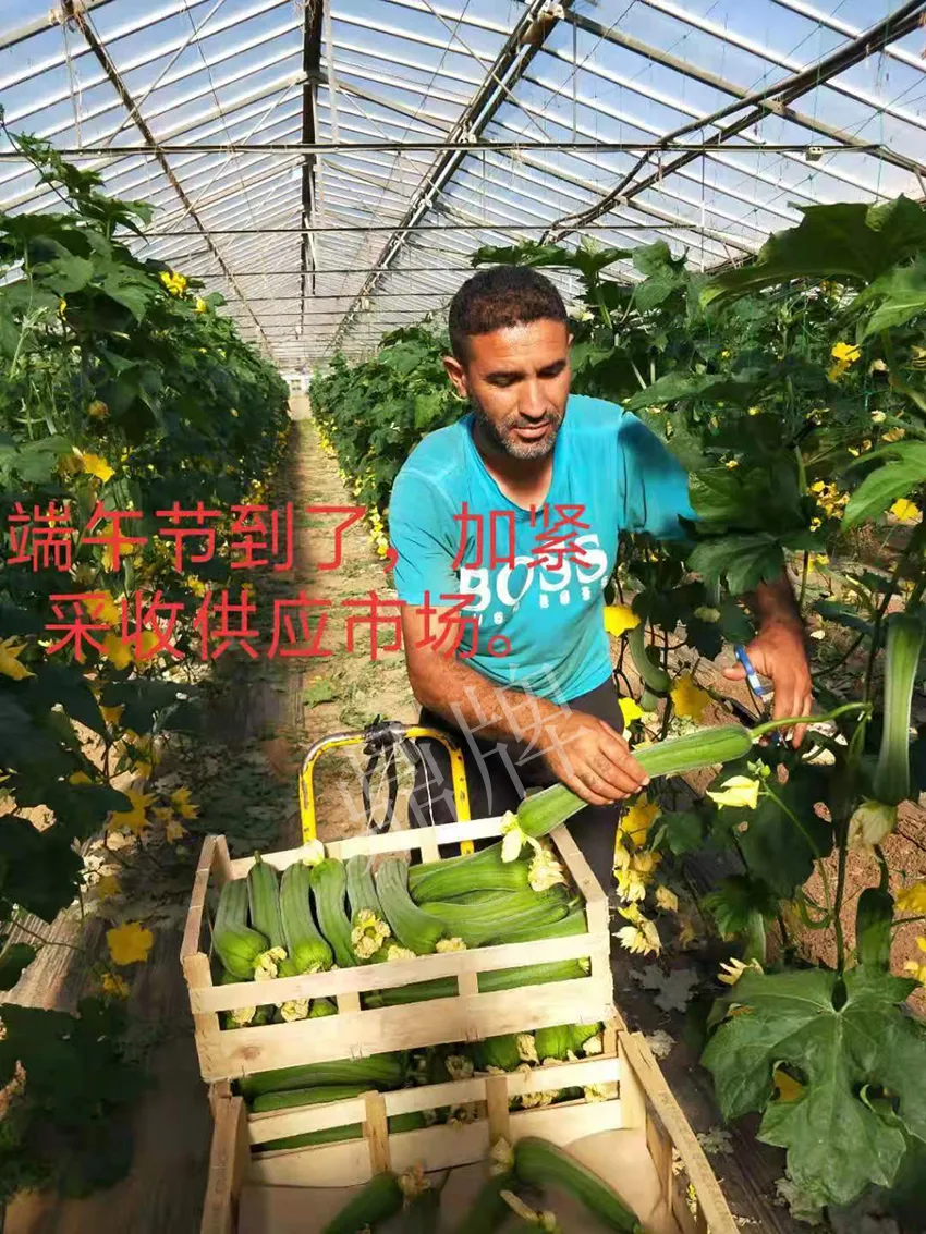 鎮(zhèn)江的何青萍，在法國(guó)種植“優(yōu)比1號(hào)”每公斤24元