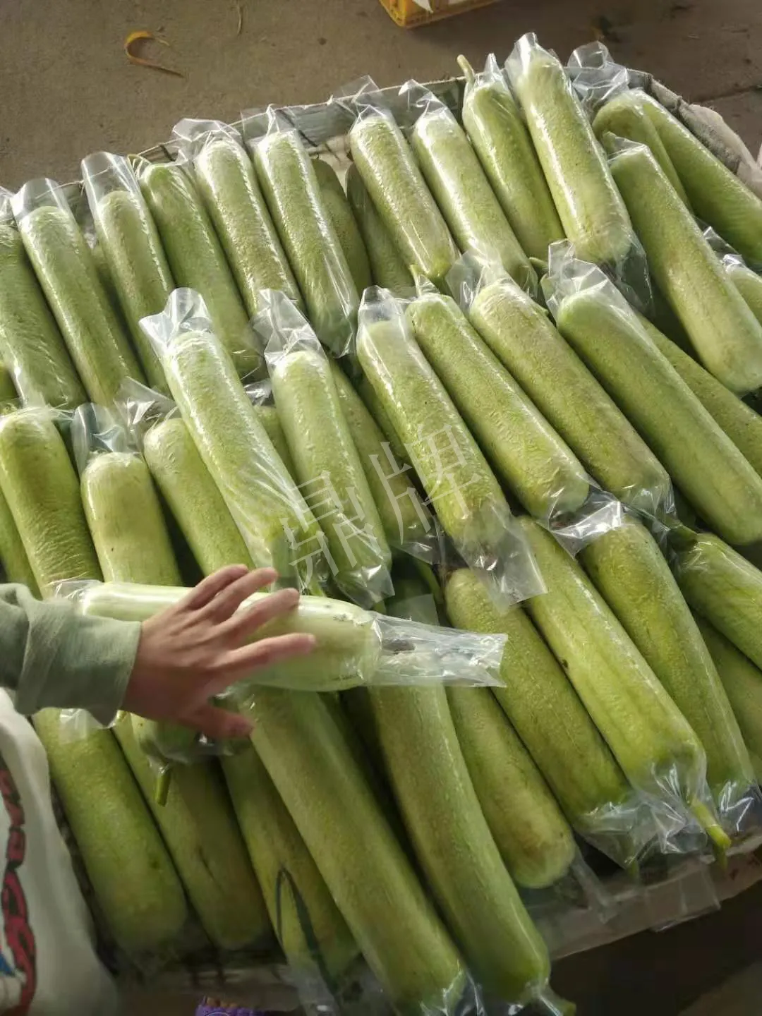 這個絲瓜每畝能掙3萬，沒種植的農(nóng)戶后悔得拍大腿