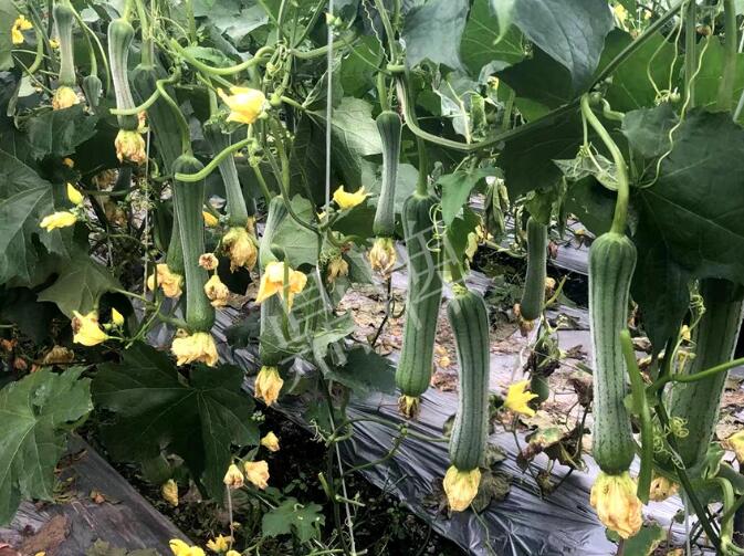 蔬菜種子種植戶客戶點評-這個絲瓜品種，找不到競爭對手……