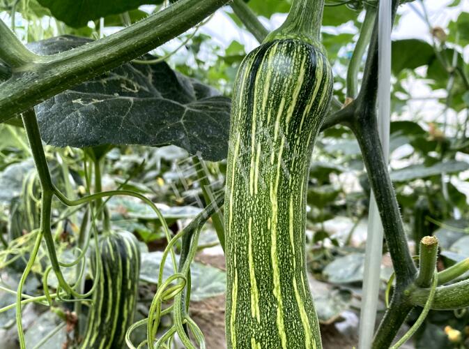 蔬菜種子種植戶客戶點評-打破常規(guī)，我的南瓜賣7元1斤……
