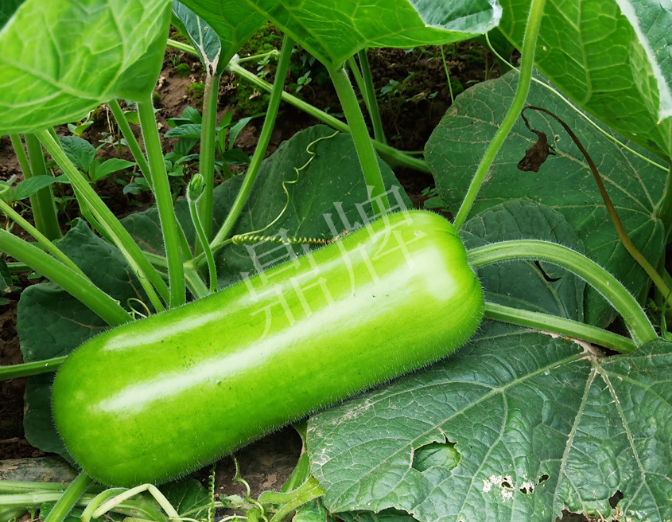 蔬菜種子種植戶客戶點(diǎn)評(píng)-牛逼！我露地栽培的瓠瓜，比別人大棚的還早上市！